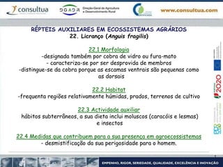 RÉPTEIS AUXILIARES EM ECOSSISTEMAS AGRÁRIOS
22. Licranço (Anguis fragilis)
22.1 Morfologia
-designada também por cobra de vidro ou fura-mato
- caracteriza-se por ser desprovida de membros
-distingue-se da cobra porque as escamas ventrais são pequenas como
as dorsais
22.2 Habitat
-frequenta regiões relativamente húmidas, prados, terrenos de cultivo
22.3 Actividade auxiliar
hábitos subterrâneos, a sua dieta inclui moluscos (caracóis e lesmas)
e insectos
22.4 Medidas que contribuem para a sua presença em agroecossistemas
- desmistificação da sua perigosidade para o homem.
 