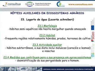 RÉPTEIS AUXILIARES EM ECOSSISTEMAS AGRÁRIOS
23. Lagarto de água (Lacerta schreiberi)
23.1 Morfologia
-hábitos semi-aquáticos não hesita mergulhar quando ameaçado
23.2 Habitat
-frequenta regiões relativamente húmidas, prados, terrenos de cultivo
23.3 Actividade auxiliar
- hábitos subterrâneos, a sua dieta inclui moluscos (caracóis e lesmas)
e insectos
23.4 Medidas que contribuem para a sua presença em agroecossistemas
- desmistificação da sua perigosidade para o homem.
 