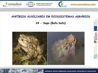ANFÍBIOS AUXILIARES EM ECOSSISTEMAS AGRÁRIOS
24 - Sapo (Bufo bufo)
 