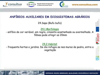ANFÍBIOS AUXILIARES EM ECOSSISTEMAS AGRÁRIOS
24.Sapo (Bufo bufo)
24.1 Morfologia
- anfíbio de cor variável, em regra, cinzento acastanhado ou avermelhado. A
fêmea pode atingir os 20mm
24.2 Habitat
- frequenta hortas e jardins. De dia refugia-se nos muros de pedra, entre a
vegetação
 