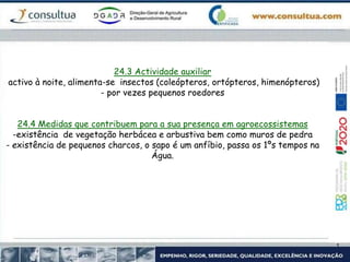 24.3 Actividade auxiliar
activo à noite, alimenta-se insectos (coleópteros, ortópteros, himenópteros)
- por vezes pequenos roedores
24.4 Medidas que contribuem para a sua presença em agroecossistemas
-existência de vegetação herbácea e arbustiva bem como muros de pedra
- existência de pequenos charcos, o sapo é um anfíbio, passa os 1ºs tempos na
Água.
 