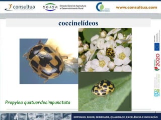 coccinelídeos
Propylea quatuordecimpunctata
 