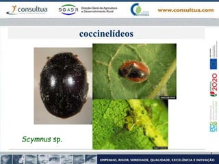 coccinelídeos
Scymnus sp.
 