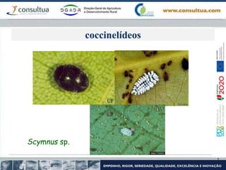 coccinelídeos
Scymnus sp.
 