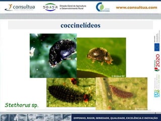 coccinelídeos
Stethorus sp.
 