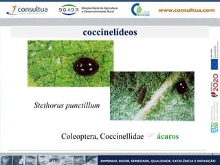 Coleoptera, Coccinellidae  ácaros
Stethorus punctillum
coccinelídeos
 