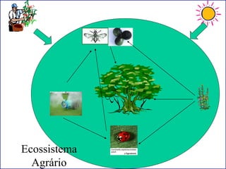 Ecossistema
Agrário
 