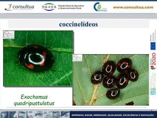 coccinelídeos
Exochomus
quadripustulatus
 
