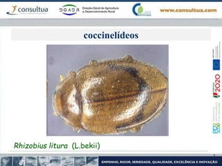 coccinelídeos
Rhizobius litura (L.bekii)
 