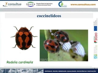 coccinelídeos
Rodolia cardinalis
 