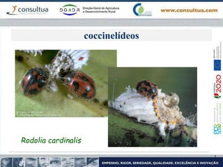 coccinelídeos
Rodolia cardinalis
 