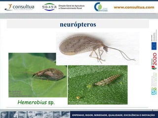 neurópteros
Hemerobius sp.
 