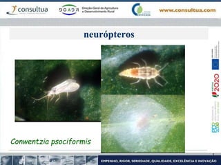 neurópteros
Conwentzia psociformis
 