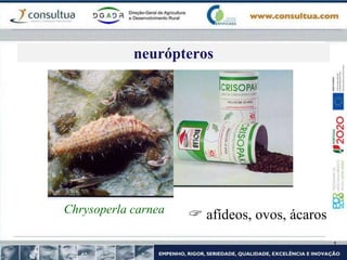 Chrysoperla carnea  afídeos, ovos, ácaros
neurópteros
 