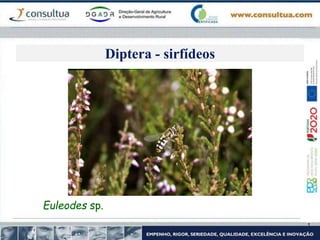 Euleodes sp.
Diptera - sirfídeos
 