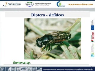 Diptera - sirfídeos
Eumerus sp.
 