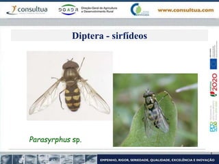 Diptera - sirfídeos
Parasyrphus sp.
 