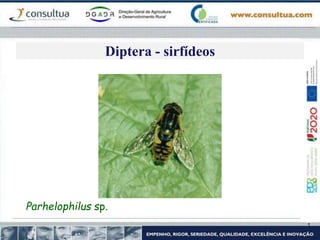 Diptera - sirfídeos
Parhelophilus sp.
 