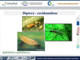 Aphidoletes aphidimyza
Diptera - cecidomídeos
 