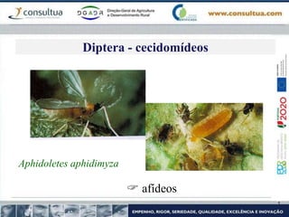 Aphidoletes aphidimyza
 afídeos
Diptera - cecidomídeos
 