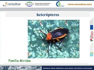 heterópteros
Família Miridae
 