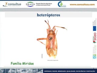 heterópteros
Família Miridae
 