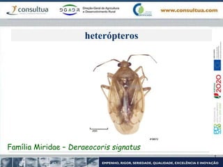 heterópteros
Família Miridae – Deraeocoris signatus
 