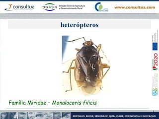 heterópteros
Família Miridae – Monalocoris filicis
 