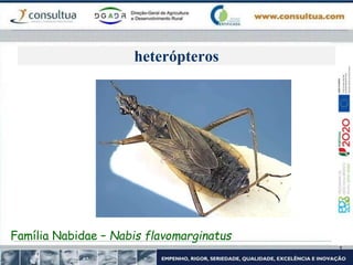 heterópteros
Família Nabidae – Nabis flavomarginatus
 