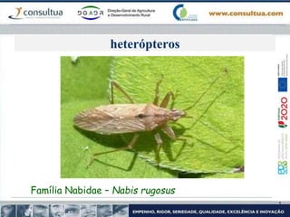 heterópteros
Família Nabidae – Nabis rugosus
 