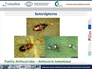 heterópteros
Família Anthocoridae – Anthocoris tomentosus
 
