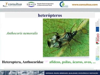 Anthocoris nemoralis
Heteroptera, Anthocoridae  afídeos, psilas, ácaros, ovos, ...
heterópteros
 