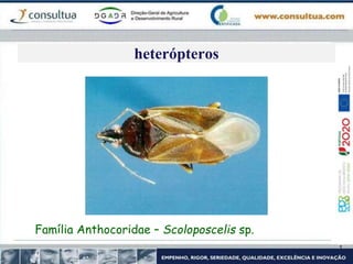 heterópteros
Família Anthocoridae – Scoloposcelis sp.
 