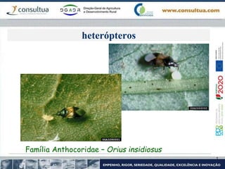 heterópteros
Família Anthocoridae – Orius insidiosus
 
