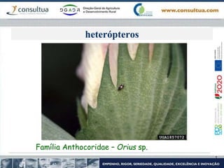 heterópteros
Família Anthocoridae – Orius sp.
 