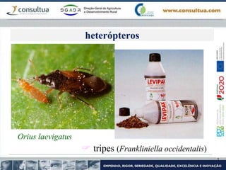 Orius laevigatus
 tripes (Frankliniella occidentalis)
heterópteros
 