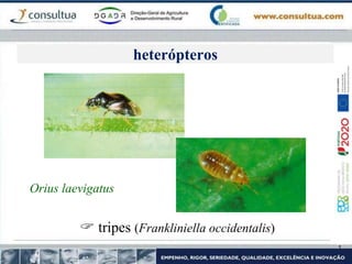 Orius laevigatus
 tripes (Frankliniella occidentalis)
heterópteros
 