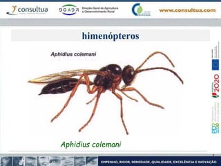 himenópteros
Aphidius colemani
 