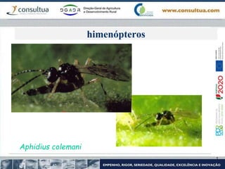 himenópteros
Aphidius colemani
 