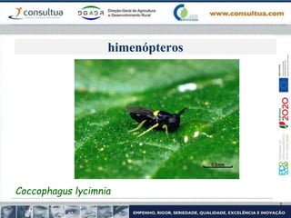 himenópteros
Coccophagus lycimnia
 