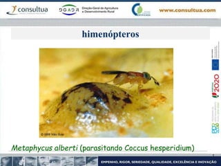 himenópteros
Metaphycus alberti (parasitando Coccus hesperidium)
 