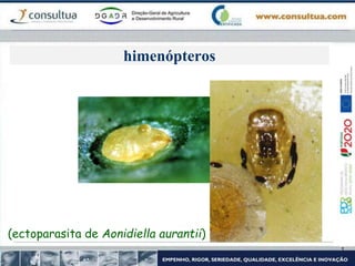 himenópteros
(ectoparasita de Aonidiella aurantii)
 