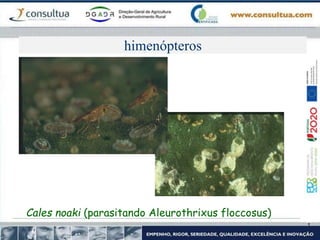 himenópteros
Cales noaki (parasitando Aleurothrixus floccosus)
 