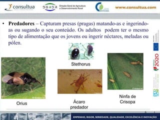 6
• Predadores – Capturam presas (pragas) matando-as e ingerindo-
as ou sugando o seu conteúdo. Os adultos podem ter o mesmo
tipo de alimentação que os jovens ou ingerir néctares, meladas ou
pólen.
Orius Ácaro
predador
Ninfa de
Crisopa
Stethorus
 