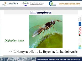Diglyphus isaea
 Liriomyza trifolii, L. Bryoniae L. huidobrensis
himenópteros
 