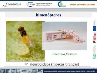 Encarsia formosa
 aleurodídeos (moscas brancas)
himenópteros
 