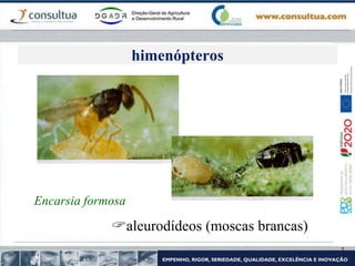 Encarsia formosa
aleurodídeos (moscas brancas)
himenópteros
 
