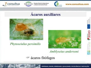 Phytoseiulus persimilis
Amblyseius andersoni
 ácaros fitófagos
Ácaros auxiliares
 