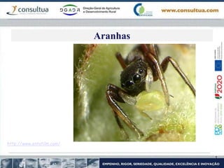 Aranhas
http://www.entofilm.com/
 