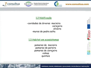 1.2 Nidificação
-cavidades de árvores macieira
cerejeira
oliveira
-muros de pedra solta
1.3 Habitat em ecossistemas
pomares de macieira
pomares de pereira
pomares de cerejeira
vinhas
quintais
 